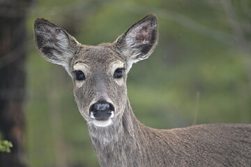 deer in the forest