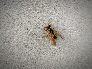 Wasp close-up