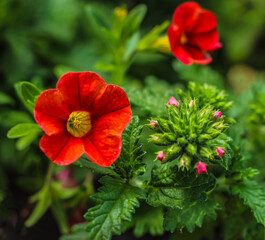 red kalanchoe flower