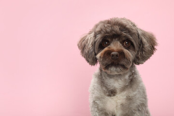 Cute Maltipoo dog on pink background, space for text. Lovely pet