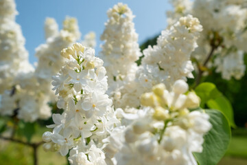 Lilac flowers blossom flowers in spring garden