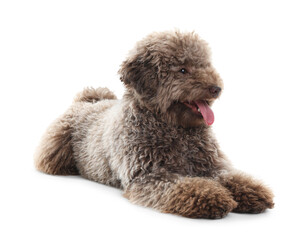 Cute Toy Poodle dog on white background