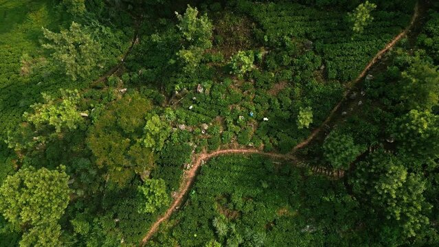 Aerial drone of female workers handpicking tea leaves in green terraced plantations in Sri Lanka. Authentic organic farming scene with harvesters in traditional dresses amidst rows of tea crops.