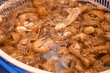 Mantis shrimp for sale at a bustling seafood market in Qingdao, China