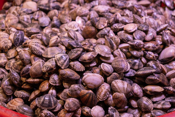 Close-up on clams in a local supermarket