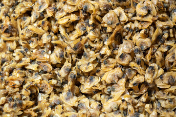 Close-up on dried clams in a local supermarket