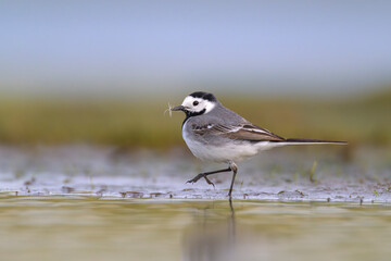 Bachstelze Motacilla alba