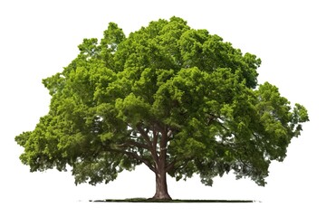 single green tree isolated on transparent background