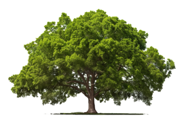 Green wide tree, cut out, photo realistic --ar 3:2 Job ID: 98a8e17f-7325-4619-9672-ded932487c80
