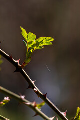 first early spring buds on branches march april floral nature selective focus