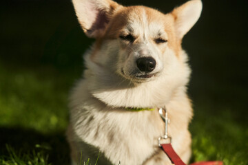 close up portrait of happy Welsh Corgi Pembroke dog smiling in a park in summer. High quality photo