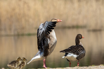 The greylag goose spreading wings on shore of the lake