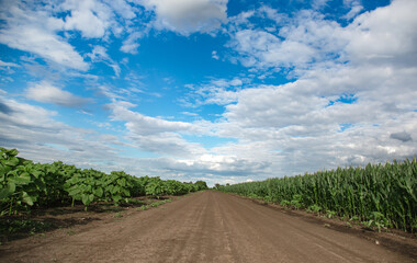 Dirt road between green sunflower corn fields under cloudy blue sky. Agriculture rural landscape