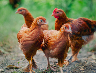 Flock of young brown chickens in natural setting. Poultry farming and agriculture concept