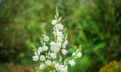 White flowers blooming on tall stem with soft focus background. Garden and beauty in nature concept