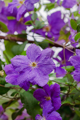Vibrant purple clematis flowers in full bloom. Floral beauty and gardening concept