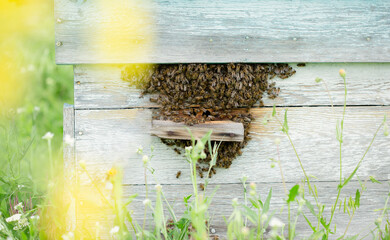 Active beehive on rustic wooden planks amidst lush greenery, with bees entering and exiting