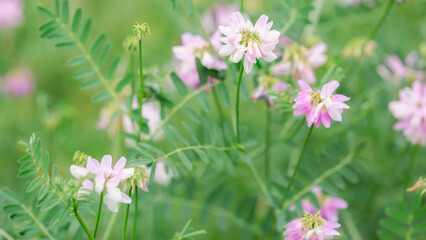 Soft focus of delicate pink Trifolium repens wildflowers in lush meadow, symbolizing gentle beauty