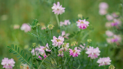 Soft focus of delicate pink Trifolium repens wildflowers in lush meadow, symbolizing gentle beauty