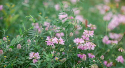 Soft focus of delicate pink Trifolium repens wildflowers in lush meadow, symbolizing gentle beauty