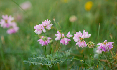 Soft focus of delicate pink Trifolium repens wildflowers in lush meadow, symbolizing gentle beauty