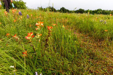 Bluebonnet Park, Ennis, Texas