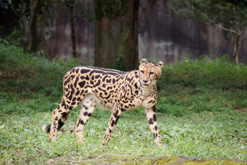 舌なめずりをして獲物を見る様な仕草をするチーター