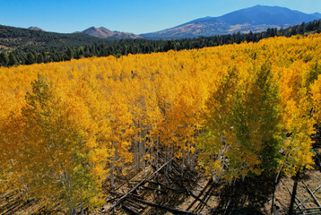 Aspens, Hochderffer Hills