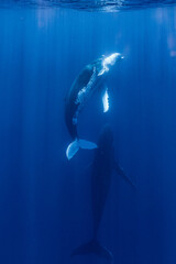 Whales in the ocean