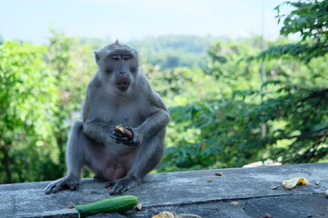 Macaca fascicularis (long-tailed monkey) or monkey in the jungle, Close up detail of long tailed monkey. Long-tailed macaque is eating