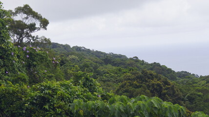 landscape with trees and clouds