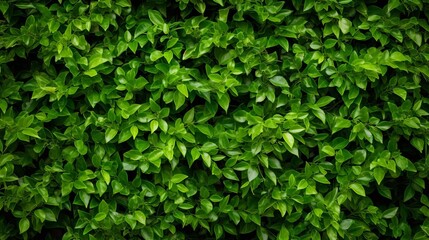 A lush green bush with many leaves
