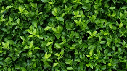 Fototapeta na wymiar A lush green bush with many leaves