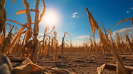 A field of corn is dry and brown