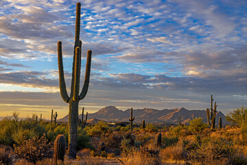 Early Morning Desert Landscape In North Scottsdlae AZ