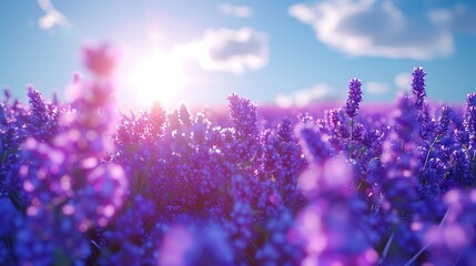 Lush Lavender Field Bathed in Sunset Light