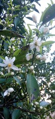 
beautiful orange flowers, white flowers of the orange tree