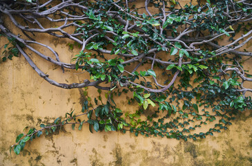 A terrestrial plant with lots of leaves is growing as groundcover on a wall, creating a beautiful...