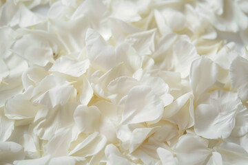 A close up of white flower petals. The petals are scattered and overlapping, creating a sense of movement and depth. The image evokes a feeling of serenity and calmness