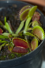 Venus flytrap Dionaea muscipula planted in a pot with its red traps open along with more mouths and...