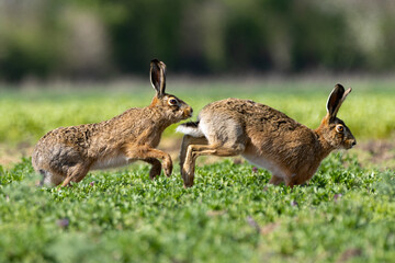 rabbits in the grass