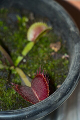 Venus flytrap Dionaea muscipula planted in a pot with its red traps open along with more mouths and with peat moss with more and with suckers emerging from the mother plant