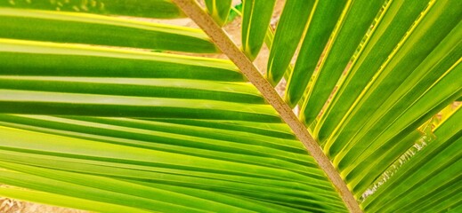 coconut leaves, green coconut leaves