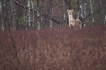 deer in the woods looking at camera