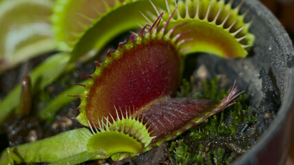 Venus flytrap Dionaea muscipula planted in a pot with its red traps open along with more mouths and with peat moss with more and with suckers emerging from the mother plant © PhPrentt