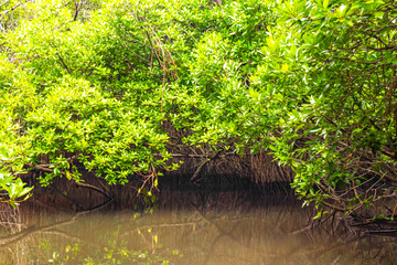 Boat safari through mangrove jungle Bentota Ganga River Bentota Beach Sri Lanka.