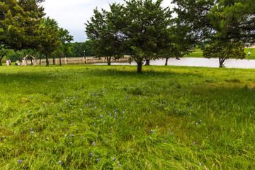 Bluebonnet Park, Ennis, Texas in Spring