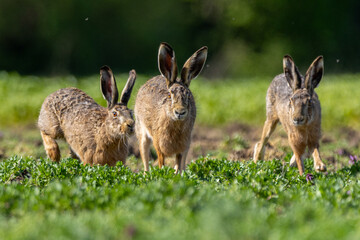 Fototapeta premium rabbits in the grass
