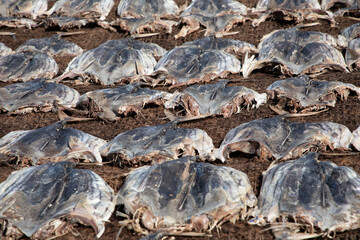 Tuna drying process on the coast of Sri Lanka