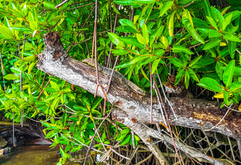 Large monitor lizard in tropical nature Bentota Beach Sri Lanka.